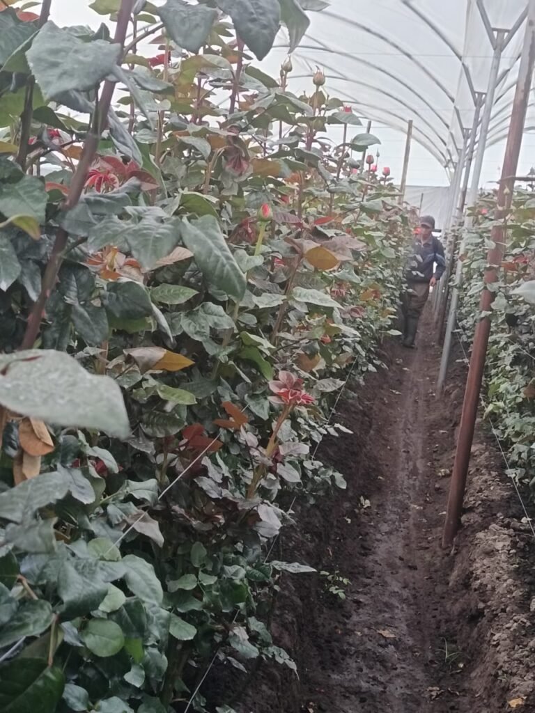 Visitamos una floricola en Cayambe